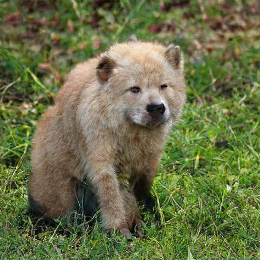 Аватар лидера